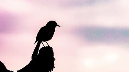 Malayalam Short Story : രാമേട്ടന്, അബ്ദുല് ജബ്ബാര് എഴുതിയ ചെറുകഥ