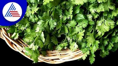 Pongal recipe: பொங்கல் பண்டிகையில் செய்ய கூடிய செம்ம ருசியான கொத்தமல்லிப் பொங்கல்!  