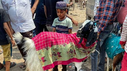 Eid Al Adha: मीना बाजार में 35 लाख रुपये का बकरा, इसकी लाइफस्टाइल देखकर कोई भी हो जाएगा हैरान