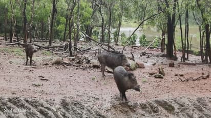 ಮಳೆಯಬ್ಬರ: 2004ರ ನಂತರ ಇದೇ ಮೊದಲ ಬಾರಿ ಮುಳುಗಿದ ಪಿಲಿಕುಳ, ಪ್ರಾಣಿಗಳ ವಾಸ್ತವ್ಯಕ್ಕೆ ತೊಂದರೆ!