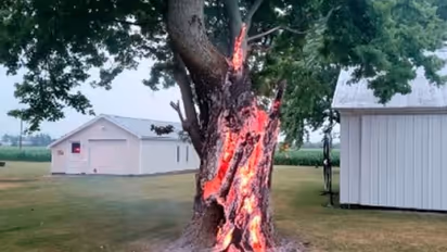 काफी विशाल और पुराना पेड़ धूं-धूं कर जला, फायर फाइटर टीम ने बताई चौंकाने वाली बात, शेयर किया फोटाे