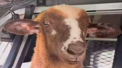 भेड़ ने ऐसा मचाया उत्पात.. पुलिस को आया पसीना, वैन में बिठाकर घर छोड़ा, लोग बोले- बदमाश बच्चा