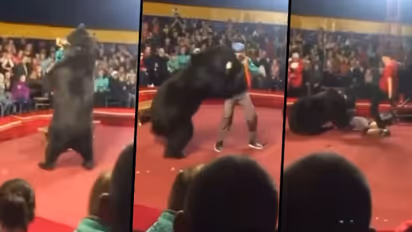 SHOCKING video: Bear attacks trainer on stage during circus
