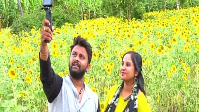 ಸೆಲ್ಪಿಗಾಗಿ ಸೂರ್ಯಕಾಂತಿಗೆ ಮುಗಿಬಿದ್ದ ಜನ, ಲಾಸ್ ತುಂಬಿಕೊಳ್ಳಲು ರೈತರ ಹೊಸ ಐಡಿಯಾ