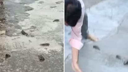 തെലുങ്കാനയില് മൃഗമഴ, ആകാശത്തുനിന്നും വീണത് തവളയും ഞണ്ടും മീനുകളും!