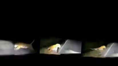 Tiger collided with a vehicle while running across the road in Malaysia: watch video