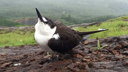 Sooty Tern:  ഉറങ്ങിക്കൊണ്ട് പറക്കുന്ന, 'ഉലകം ചുറ്റും വാലിബൻ' കേരളത്തിലും 