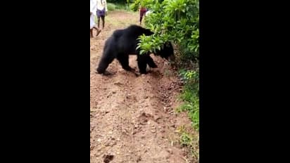 Bear Attack Tenkasi: தென்காசியில் கரடி தாக்கி 3 பேர் படுகாயம்: நெஞ்சை உறைய வைக்கும் வீடியோ
