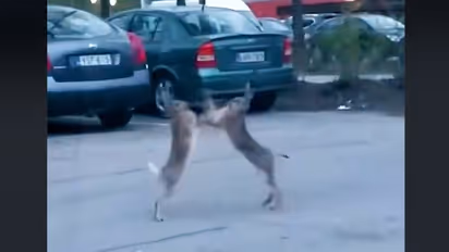 Viral video: Hares exchange punches in middle of road; netizens amused