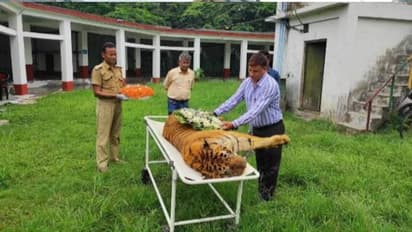 രാജ്യത്തെ പ്രായം കൂടിയ കടുവകളിലൊന്ന് ചത്തു, മുതലകളുടെ ആക്രമണത്തിന് ശേഷം രാജ നടന്നിരുന്നത് കൃത്രിമക്കാലിൽ