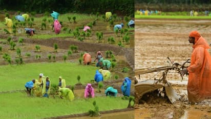 എടത്തന തറവാട്ടിൽ വിളനാട്ടി ഉത്സവം; 15 ഏക്കർ പാട ശേഖരത്തില്‍ വിളവിറക്കി 