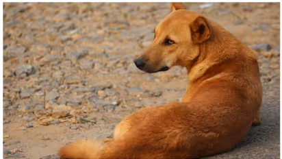 Rabies in Humans : 'ഈ വര്ഷം പേവിഷബാധ മൂലം മരിച്ചത് 18 പേര്'; കേരളത്തില് ജാഗ്രതയ്ക്കുള്ള സമയമോ?