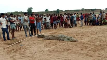 നദിയിൽ കുളിക്കുന്നതിനിടെ 10 വയസ്സുകാരനെ മുതല വിഴുങ്ങി