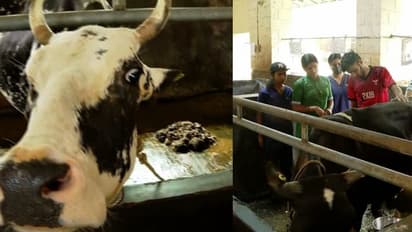 തൃശ്ശൂർ വെറ്ററിനറി സർവകലാശാലയിൽ മിണ്ടാപ്രാണിക‌ളോട് ക്രൂരത, മൃഗങ്ങളെ പട്ടിണിക്കിട്ട് സമരം