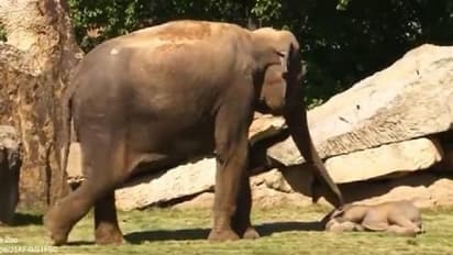 കുട്ടിയാന ഉണരുന്നില്ല, പരിചാരകരുടെ സഹായം തേടി അമ്മയാന, വീഡിയോ വൈറൽ 