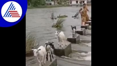 ತುಂಬಿ ಹರಿಯೋ ಹೊಳೆ ದಾಟೋ ಸ್ಮಾರ್ಟ್ ಮೇಕೆ video viral