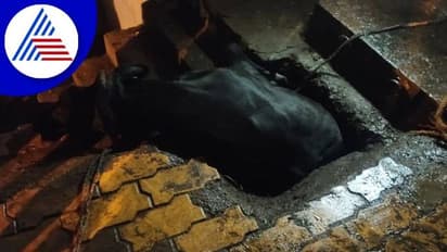 ಹುಬ್ಬಳ್ಳಿ: ಚರಂಡಿಯೊಳಗೆ ಬಿದ್ದ ಗೋಮಾತೆ, ಸ್ಥಳೀಯರಿಂದ ಹಸು ರಕ್ಷಣೆ