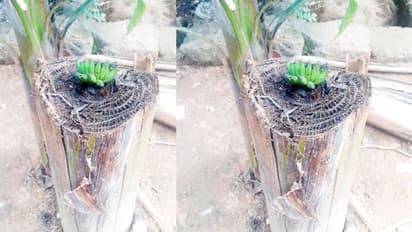 മലപ്പുറത്ത് വെട്ടിയിട്ട വാഴ കുലച്ചു, കാഴ്ച കാണാൻ ആളുകളും