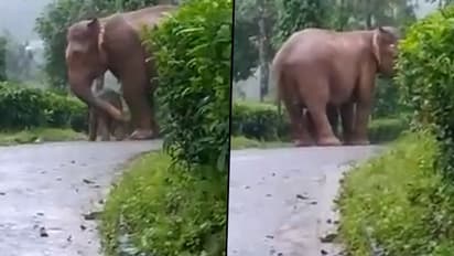 Mother elephant protects her calf against rain; netizens praised mother's love
