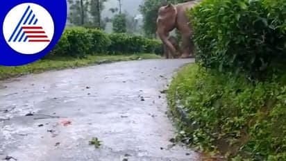 ಜೋರಾಗಿ ಸುರಿಯೋ ಮಳೆಗೆ ಛತ್ರಿಯಂತೆ ನಿಂತ ಅಮ್ಮ: ಆನೆಗಳ ವಿಡಿಯೋ ವೈರಲ್‌