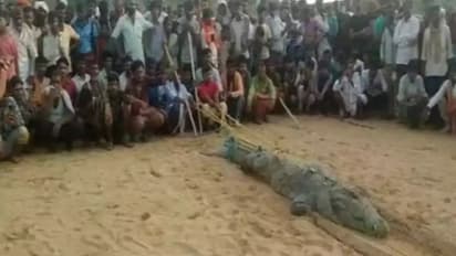 மத்தியப் பிரதேசத்தில் சிறுவனை உயிரோடு விழுங்கியதாக முதலையை பிடித்து டார்ச்சர் செய்த கிராம மக்கள்