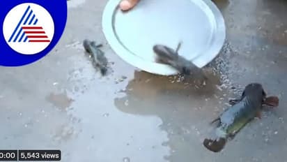 ಅಪರೂಪದ ಮೀನಿನ ಮಳೆಗೆ ಸಾಕ್ಷಿಯಾಯ್ತು ತೆಲಂಗಾಣ