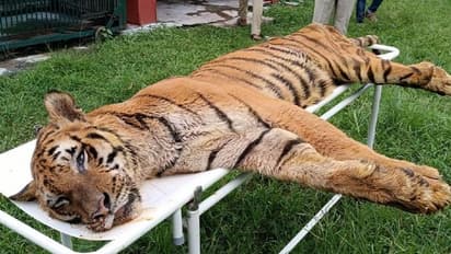 থেমে গেল রাজার হুংকার, বনকর্মীদের মন খারাপ করে দিয়ে চির বিদায় নিল বাঘ 