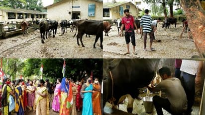 തൃശ്ശൂര് വെറ്റിനറി സര്വ്വകലാശാലയിലെ തൊഴിലാളി സമരം ഒത്തുതീര്പ്പായി: മൃഗങ്ങളുടെ നരകയാതനയ്ക്ക് അവസാനം