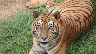 25ನೇ ವರ್ಷದಲ್ಲಿ ಅಸುನೀಗಿದ ವಿಶ್ವದ ಅತ್ಯಂತ ಹಿರಿಯ ಹುಲಿ!