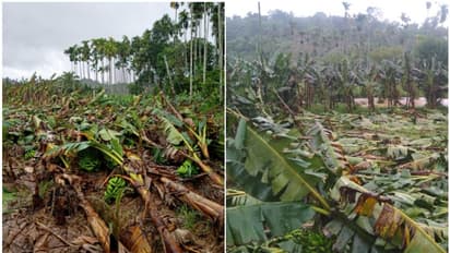 കാലവര്‍ഷ കെടുതി, വയനാട് മാത്രം നശിച്ചത് രണ്ടര ലക്ഷത്തോളം വാഴകൾ; 100 ഹെക്ടറിലധികം കൃഷി, 14 കോടിയിലറെ നഷ്ടം