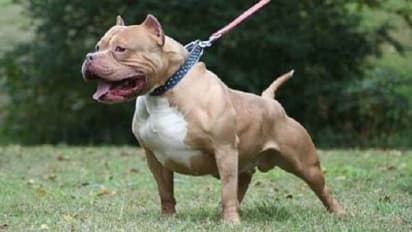 ರಕ್ಕಸನಾದ ಸಾಕು ಪಿಟ್‌ಬುಲ್ ನಾಯಿ, ಒಡತಿಯನ್ನೇ ಕಚ್ಚಿ ಎಳೆದಾಡಿ ಸಾಯಿಸಿತು!