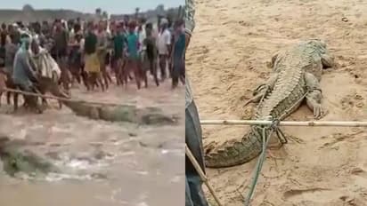 चंबल नदी में डूबा बच्चा तो ग्रामीणों ने मगरमच्छ को बनाया बंधक, छोड़ने के लिए गिड़गिडाते रहे वनविभाग के अधिकारी