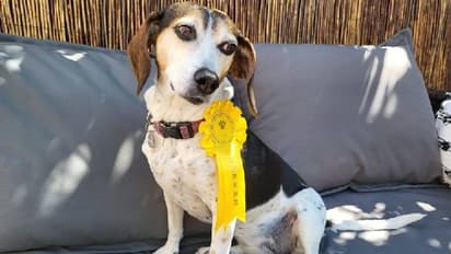 വീട്ടിൽ നിന്നും കാണാതായ നായ തിരികെ എത്തിയത് ഡോഗ് ഷോയിൽ വിജയിയായി