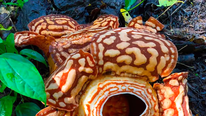 ചിത്രശലഭം പോലൊരു പൂവ്; മണമോ ? ശവത്തിന് സമം 