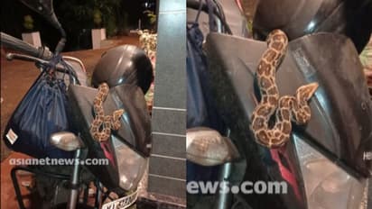 പൊലീസുകാരന്‍റെ ബൈക്കിൽ 'ലിഫ്റ്റടിച്ച്' പാമ്പ്, തിരിച്ചറിഞ്ഞത് 15 കിലോമീറ്റര്‍ യാത്രയ്ക്ക് ശേഷം...