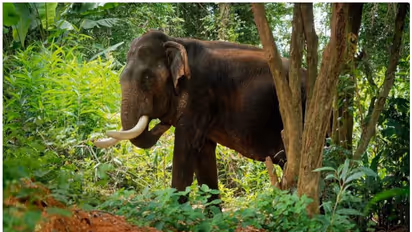  കൃഷിയിടത്തിൽ കാട്ടാന, തുരത്തുന്നതിനിടെ കൈയ്യിലിരുന്ന പടക്കം പൊട്ടി; വനം വകുപ്പ് വാച്ചറുടെ കൈയ്ക്ക് പരിക്ക്