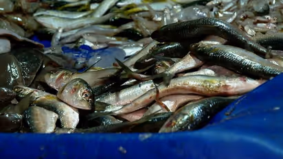 സംസ്ഥാനത്ത് മത്തി വില ഉയരുന്നു, ട്രോളിംഗും മത്തി ലഭ്യതയിലെ കുറവും തിരിച്ചടിയായി