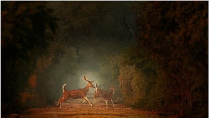 1988 ന് ശേഷം ഇതാദ്യം, വന സംരക്ഷണ നിയമ ഭേദഗതിക്ക് കേന്ദ്രം; ഒപ്പം വിവാദവും പ്രതിഷേധവും, കാരണമെന്ത്?