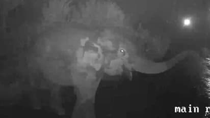 വൈത്തിരിയിലെ ജനവാസ കേന്ദ്രത്തിലിറങ്ങിയ കാട്ടാനയെ തുരത്താൻ വനം വകുപ്പ് ശ്രമം തുടങ്ങി