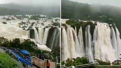 Watch: Heavy rainfall in Karnataka makes magnificent Jog Falls mesmerising