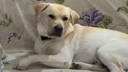 मेरा AC क्यों बंद किया! कमरे में एसी बंद होते ही कुत्ते की हो जाती है ऐसी की तैसी, देखिए कैसा होता है रिएक्शन