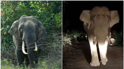 വീടിനുള്ളില് കയറിവരെ ആക്രമണം, ഒന്ന് കണ്ണടയ്ക്കാന് പോലുമാകുന്നില്ല; കാട്ടാന പേടിയില് വിറങ്ങലിച്ച് വയനാട്