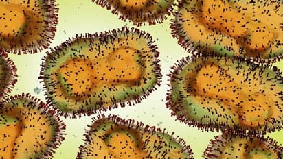 മങ്കിപോക്സ്: കോട്ടയത്ത് രണ്ട് പേർ നിരീക്ഷണത്തിൽ