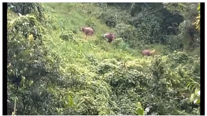 ആറളത്ത് ഈറ്റവെട്ടാനിറങ്ങിയ കര്‍ഷകനെ ആന  ചവിട്ടിക്കൊന്നു