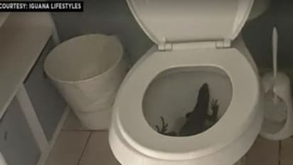 ടോയ്ലറ്റ് തുറന്നപ്പോള് കണ്ടത് ഇത്; വൈറലായി ചിത്രം