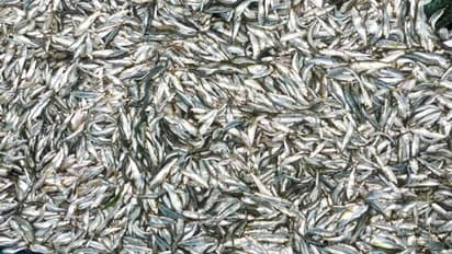 അനധികൃത മീന് പിടുത്തം; 15 വള്ളങ്ങള് പിടികൂടി, 8000 കിലോയിലധികം കുഞ്ഞൻ മത്തി നശിപ്പിച്ചു