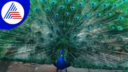 Astro tips: ಹೊಸ ವರ್ಷದಲ್ಲಿ ಆರ್ಥಿಕ ಸ್ಥಿತಿ ಬಲಪಡಿಸಲು ನವಿಲುಗರಿಯ ಈ ಟ್ರಿಕ್ಸ್ ಬಳಸಿ..