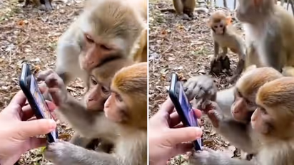 Watch: Monkeys use smartphone like humans; netizens can't stop their laugh