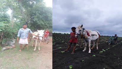 ಕೃಷಿಯಲ್ಲಿ ವಿಕಲಾಂಗನ ಹೆಜ್ಜೆ ಗುರುತು..ಕುದುರೆ ಬಳಸಿ ಕೃಷಿ ಮಾಡ್ತಾನೆ ಹಳ್ಳಿ ಹೈದಾ