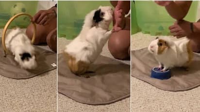 ഒരു മിനിറ്റിൽ 16 സൂത്രങ്ങൾ കാണിക്കും, ലോക റെക്കോർഡ് സ്വന്തമാക്കി ഗിനിപ്പന്നി!